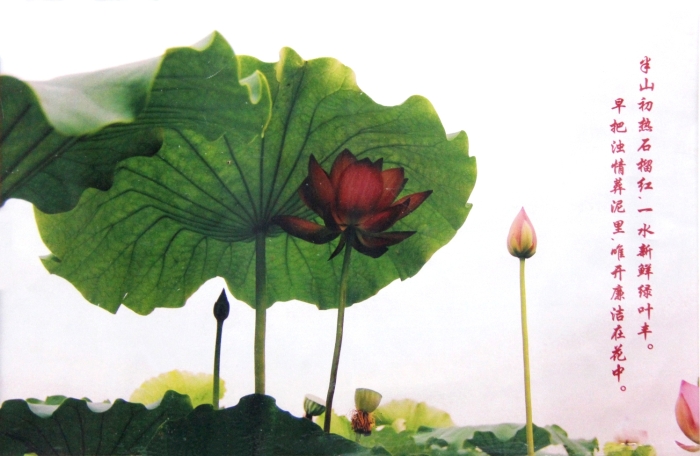 13-精品-廉洁之花-安徽工商职业学院-张智清 13-精品-廉洁之花-安徽工商职业学院-张智清